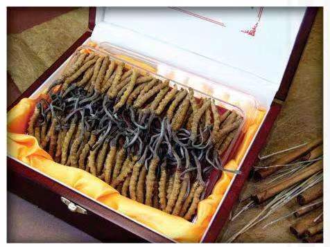 四川冬虫夏草回收